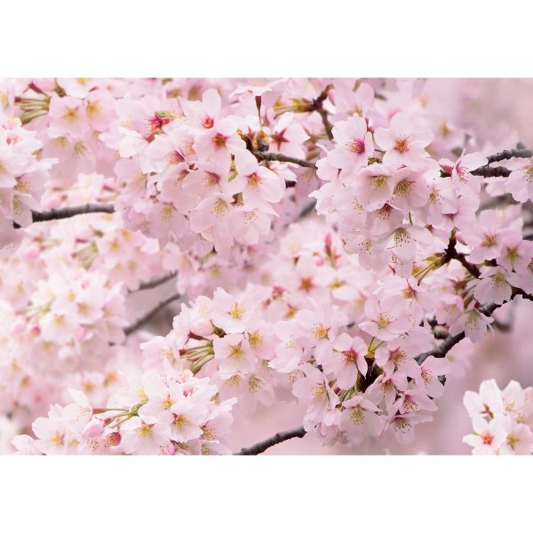 Fototapeta Sakura 180 x 127 cm